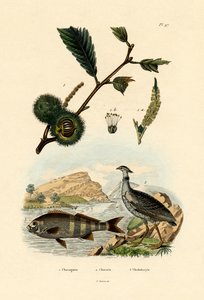 甜栗子，1833-39 作者 法语学校